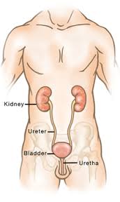 Kidneys
